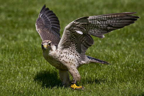 Lanner falcon, Falco biarmicus, spread wings - ZCF000270