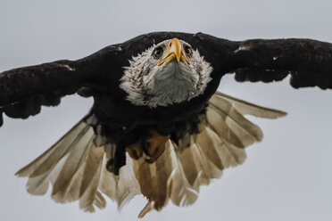 Weißkopfseeadler, Haliaeetus leucocephalus, fliegend - ZCF000271