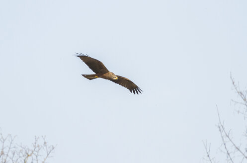 Red kite, Milvus milvus, flying - ZCF000272