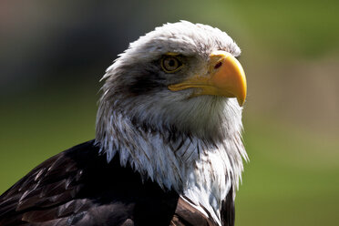 Bald eagle, Haliaeetus leucocephalus, portrait - ZCF000274