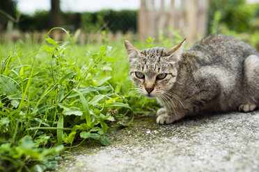 Porträt einer getigerten Katze, die neben einer Wiese kauert - RAEF000416