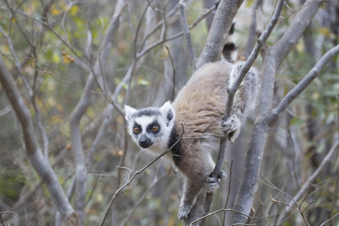 Madagaskar, Lemur klettert auf Baum im Anja-Reservat, lizenzfreies Stockfoto