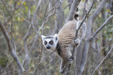 Madagaskar, Lemur klettert auf Baum im Anja-Reservat - SGF001846