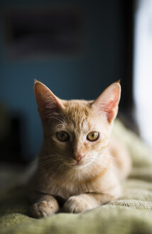 Katze oben auf der Couch zu Hause - RAEF000425