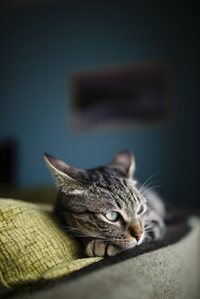 Getigerte Katze ruht sich auf einer Couch aus, die Katze ist wachsam und hat die Ohren zurück - RAEF000424