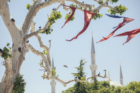 Turkey, Istanbul, view to the minarets of Blue Mosque with Turkish flags hanging at tree in the foreground - BZF000235