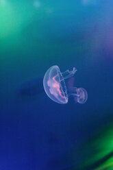 Pink jellyfish floating in water - BZF000249