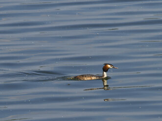 Kap-Riesensturmvogel, Podiceps cristatus - ZCF000265