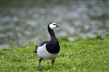 Nonnengans, Branta leucopsis - ZCF000264