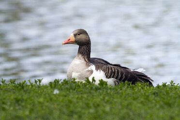 Graugans, Anser anser, auf der Wiese liegend - ZCF000263