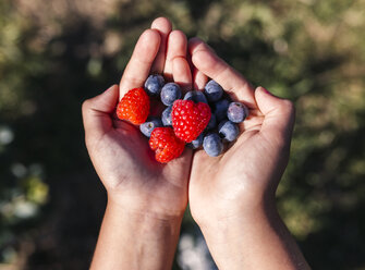 Hände eines kleinen Mädchens mit Blaubeeren und Himbeeren - MGOF000578