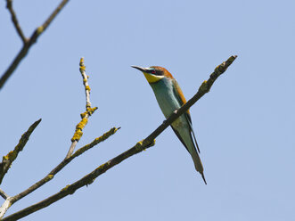 Bee-eater, Merops apiaster, female - ZCF000276