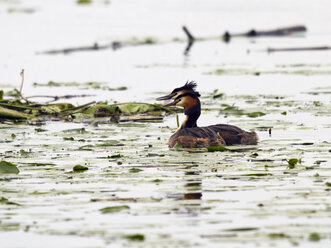 Kap-Riesensturmvögel, Podiceps cristatus, Paar - ZCF000277