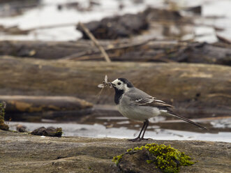 Bachstelze, Motacilla alba, mit Libellenlarve - ZCF000279