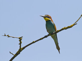 Bee-eater, Merops apiaster - ZCF000284