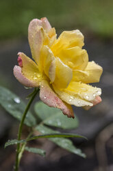 Garden rose after rain - MELF000071