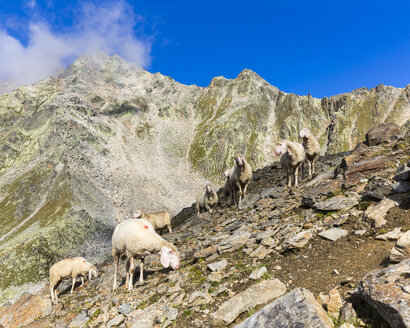 Österreich, Tirol, Ötztal, Schafherde am Gaislachkogel - STSF000875