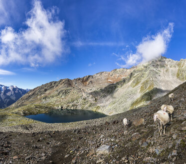 Österreich, Tirol, Ötztal, Gaislachkogel, Schafe am Gaislachsee - STSF000876