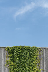 Creeping plant growing at concrete wall in front of blue sky - VIF000385