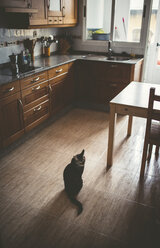 Tabby cat sitting on kitchen floor - RAEF000441