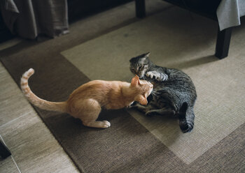 Zwei getigerte Katzen spielen in der Wohnung gegeneinander - RAEF000442