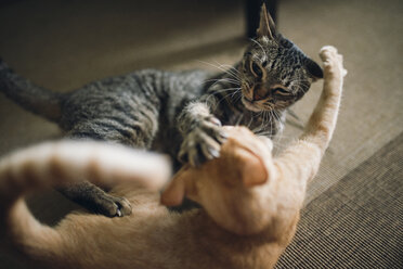 Two tabby cats play fighting in appartment - RAEF000444