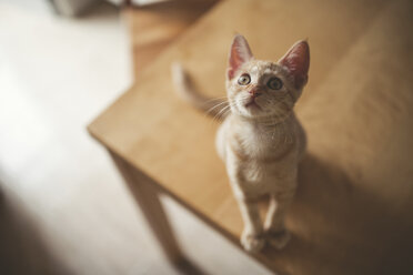 Tabby-Kätzchen sitzt auf einem Tisch und schaut nach oben - RAEF000436