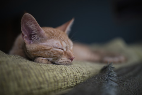 Tabby-Kätzchen schläft auf einer Couch, lizenzfreies Stockfoto