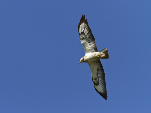 Mäusebussard im Flug, lizenzfreies Stockfoto