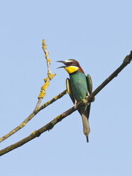 Bee-eater perching on twig - ZCF000288