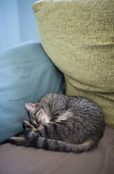 Tabby cat sleeping in the corner of a couch at home - RAEF000452