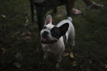 Französische Bulldogge auf einer Wiese - RAEF000429