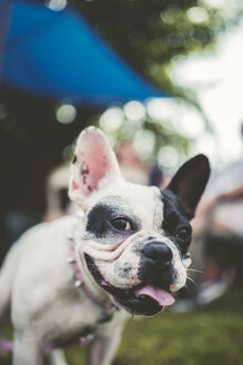 Porträt einer französischen Bulldogge - RAEF000432