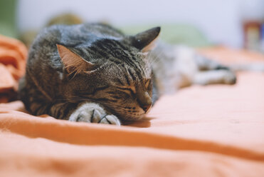 Tabby cat sleeping on bed - GEMF000346