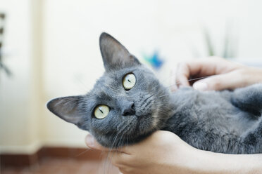 Woman petting Russian blue - GEMF000339