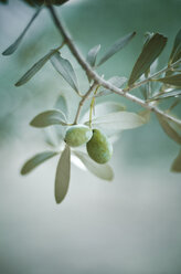 Green olive on tree - CZF000222