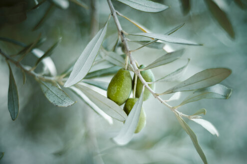 Grüne Olive auf Baum - CZF000223