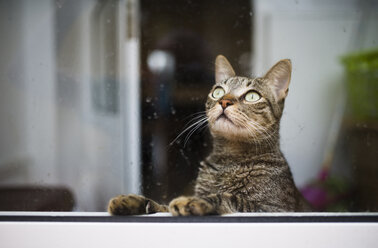 Getigerte Katze schaut durch ein nasses Fenster nach oben - RAE000457