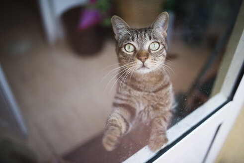 Getigerte Katze schaut durch ein Fenster nach oben - RAEF000458