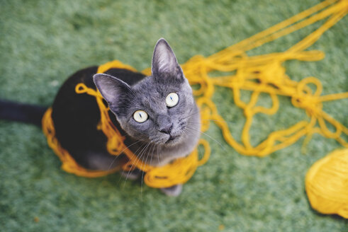 Russian blue tangled in yellow wool looking up to camera - GEMF000349