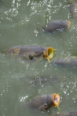 Kois in einem Teich, lizenzfreies Stockfoto