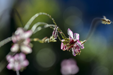 Wespe verlässt Lindheimer's Beeblossom, lizenzfreies Stockfoto