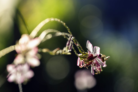 Lindheimer's Bienenblüte, lizenzfreies Stockfoto
