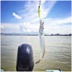 Barrakuda, gefangen mit einem Wobbler-Köder aus Plastik vom Fischerboot aus, im Hintergrund die Küstenlinie von Nuevo Vallarta, Mexiko. - ABAF001901