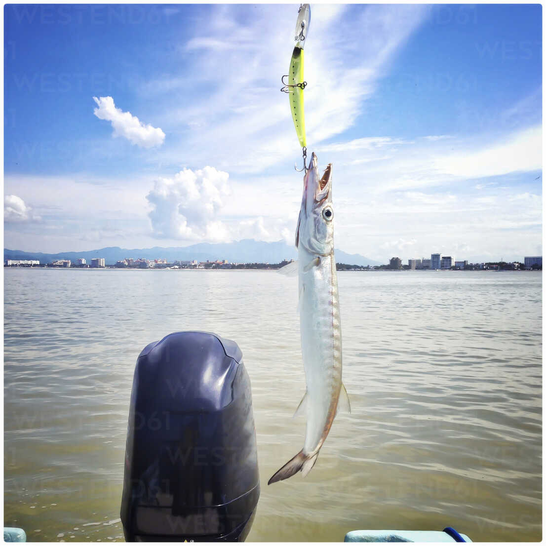 Barracuda caught with plastic wobbler lure from fishing boat. Coast line of  Nuevo Vallarta, Mexico in background. stock photo