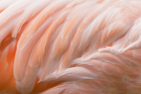 Federn eines rosa Flamingos, Nahaufnahme - ERLF000023
