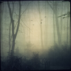 Wald im Nebel, fliegende Vögel - DWIF000597