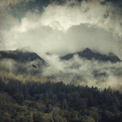 Italien, Lombardei, Blick auf Wald im Morgennebel, fliegender Vogel, Struktureffekt - DWIF000590