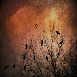 Silhouettes of birds in bare tree, textured effect - DWIF000586