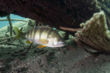 Austria, Tyrol, European perch in Blindsee lake - ZC000299